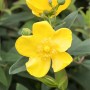 Leuchtend gelbe Blüte des Johanniskrauts 'Hidcote' (Hypericum), 40-60 cm hoch.