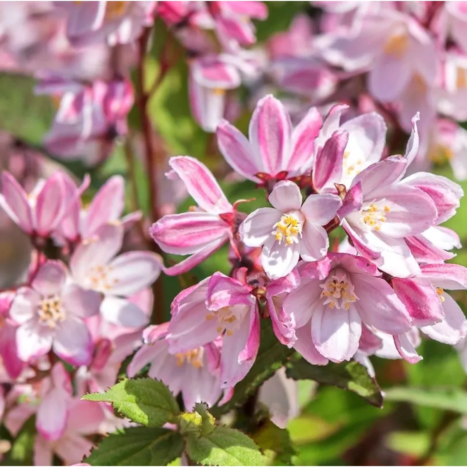 Teller Hortensie Cherry Champell 40-50cm - Hydrangea serrata