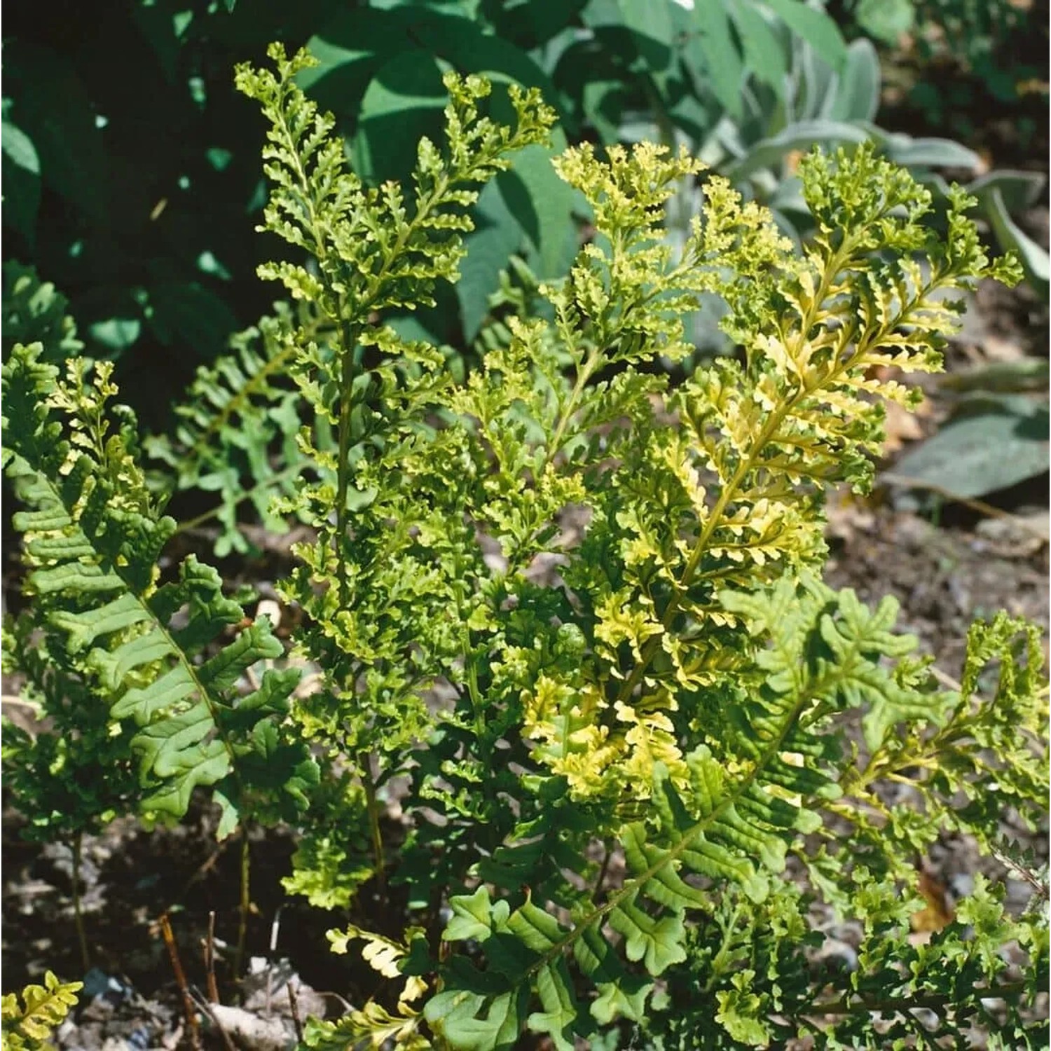 Grüner Tüpfelfarn (Polypodium Vulgare) im 9x9 cm Topf, ideal als Bodendecker.