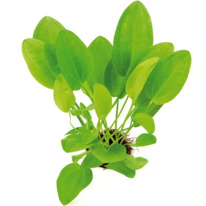 Dennerle Aquariumpflanze Echinodorus Cordifolius Mini mit hellgrünen Blättern.