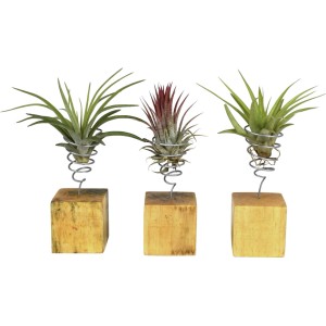 Tillandsien-Arrangement auf Holzblock, modernes Design. Luftpflanzen in Halterung auf Holzsockel.