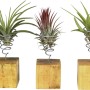 Tillandsien-Arrangement auf Holzblock, modernes Design. Luftpflanzen in Halterung auf Holzsockel.