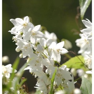 Nahaufnahme des Maiblumenstrauchs (Deutzia gracilis) mit weißen Blüten.