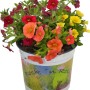 Farbenfrohes Zauberglöckchen Trio im Topf, Hängepflanze für Balkon und Garten.