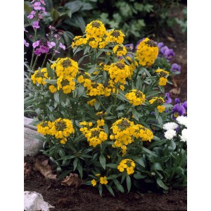 Goldgelber Goldlack Goldstaub im 9 cm Topf. Blühende Staude für sonnige Standorte.