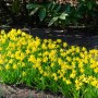 Gelbe Mini-Narzissen (Narcissus cyclamineus) im Gartenbeet.