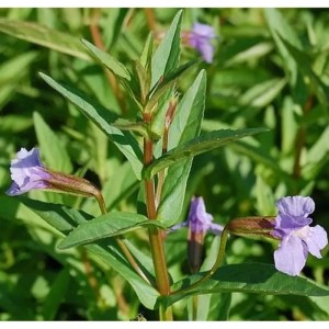Blaue Gauklerblume - Mimulus ringens