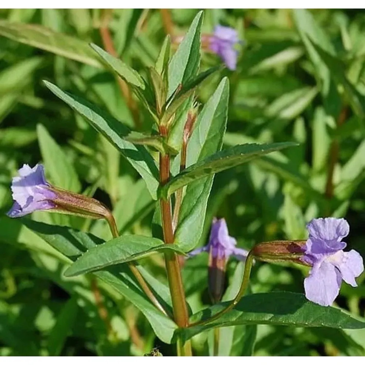 Blaue Gauklerblume - Mimulus ringens