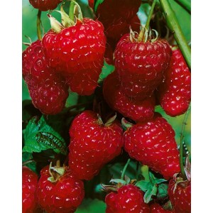 Nahaufnahme: Üppige, rote Herbsthimbeeren (Rubus Idaeus ZEFA 3) am Strauch.