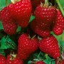 Nahaufnahme: Üppige, rote Herbsthimbeeren (Rubus Idaeus ZEFA 3) am Strauch.