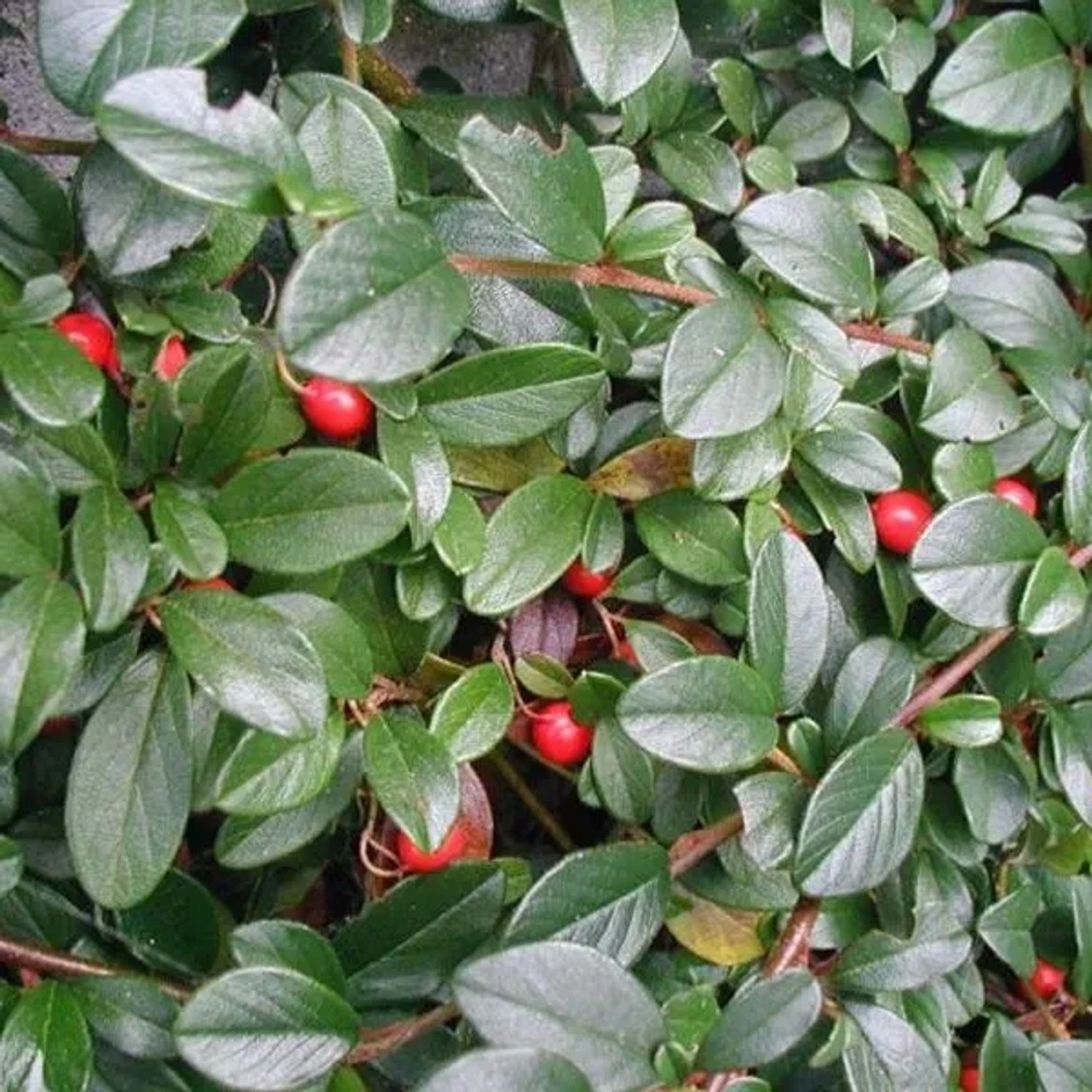 Teppichmispel Cotoneaster dammeri 30 bis 40 cm im Container Dunkelgrünes Laub