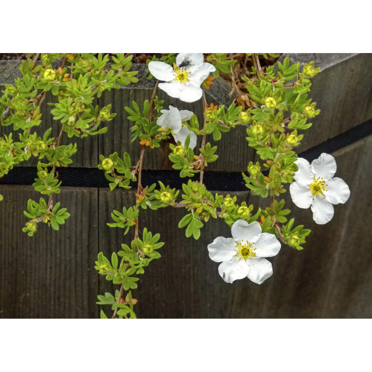 Fünffingerstrauch White Lady mit weißen Blüten im Topf. Potentille im Detail.