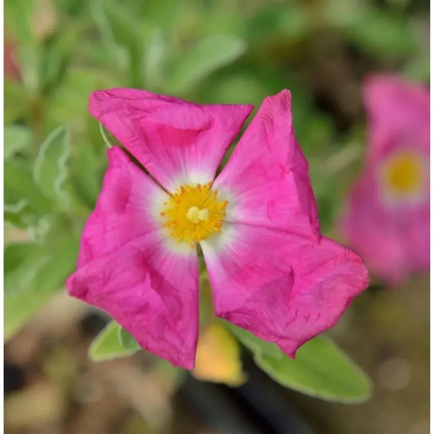 Taurische Zistrose - Cistus incanus