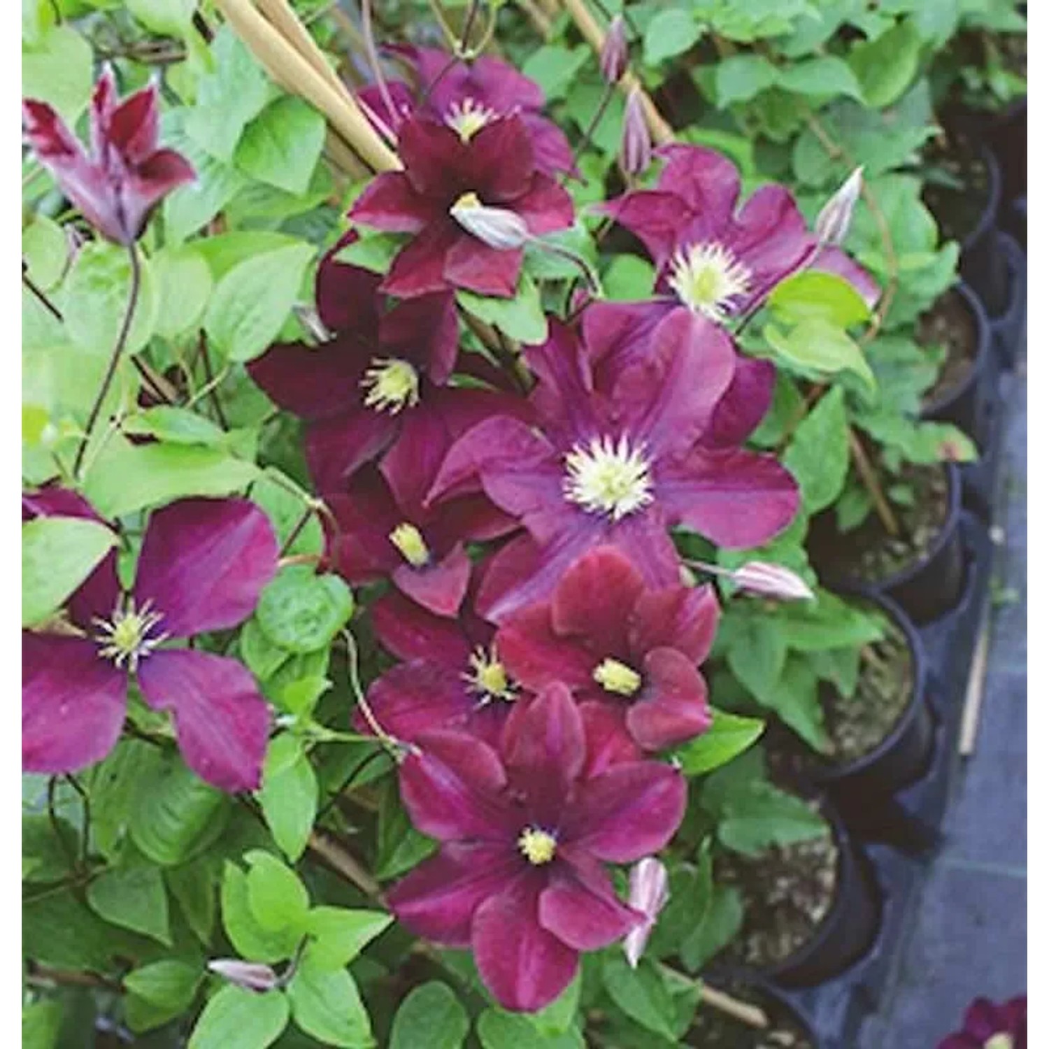 Waldrebe Warszawska Nike 40-60cm - Clematis