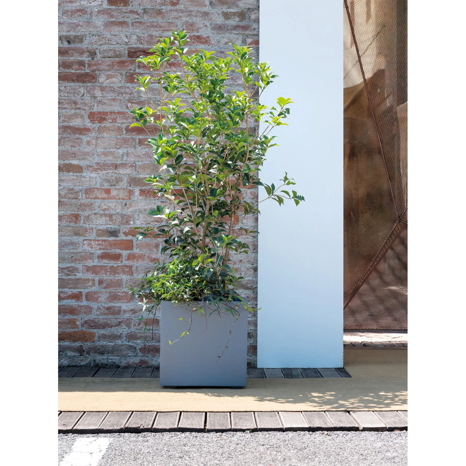 Aschgrauer Deroma Quadro Millenium Pflanztopf (39x39x39 cm) mit Pflanze.