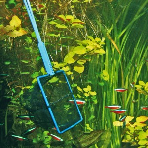 JBL Aquarium Fangnetz, 15 cm, feinmaschig, mit blauem Rahmen im bepflanzten Aquarium.
