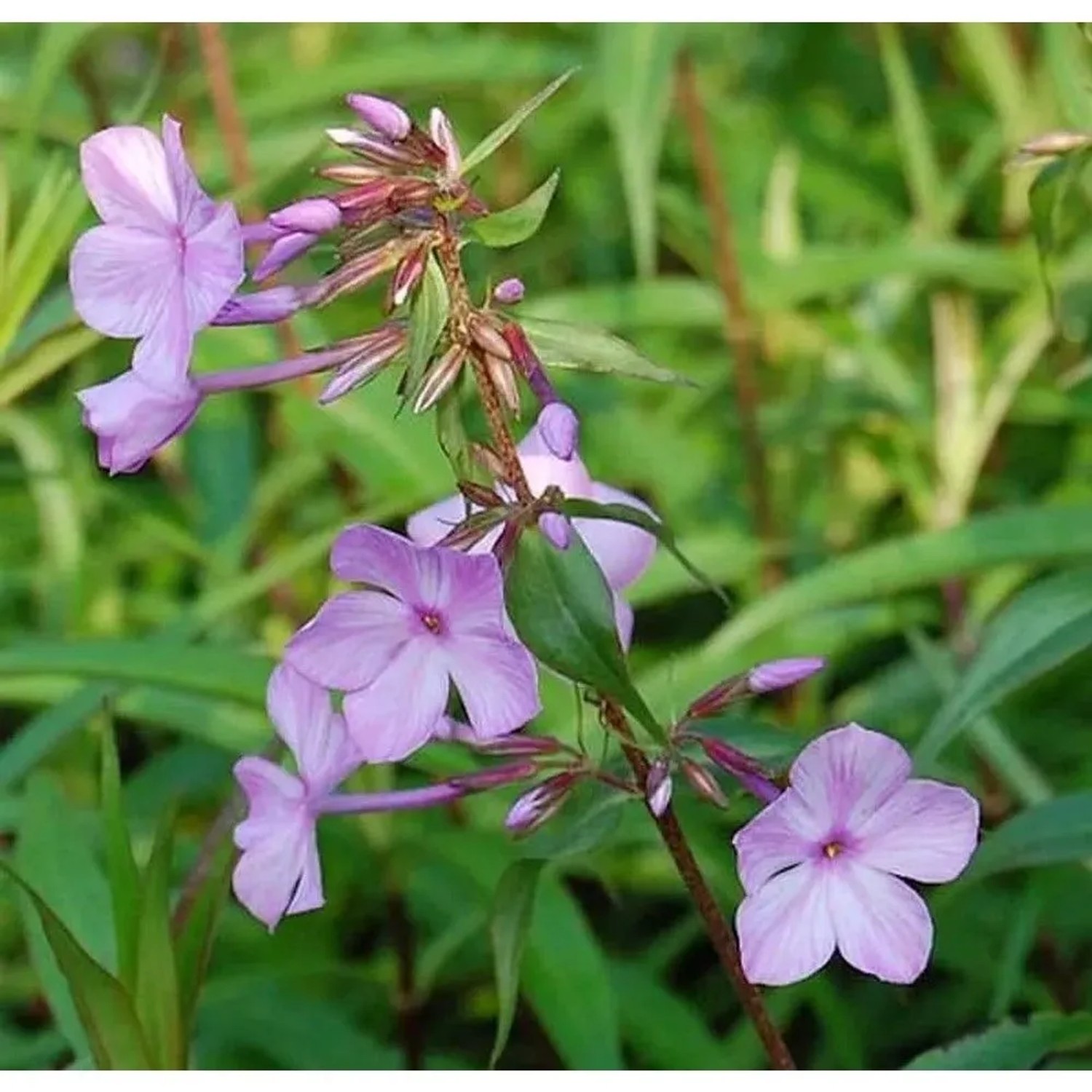 Wiesen Flammenblume Alpha - Phlox Maculata
