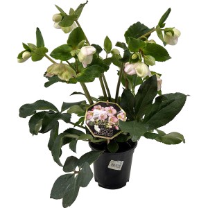 Helleborus Ice n Roses rot im Topf, ca. 15 cm. Winterblühende Christrose mit roten Blüten.