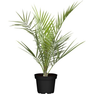 Kanarische Dattelpalme (Phoenix canariensis) im Topf, eine tropische Zimmerpalme für sonnige Standorte.