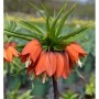 Kaiserkrone Rubra Maxima: Staude mit oranger Blüte und grünen Blättern.