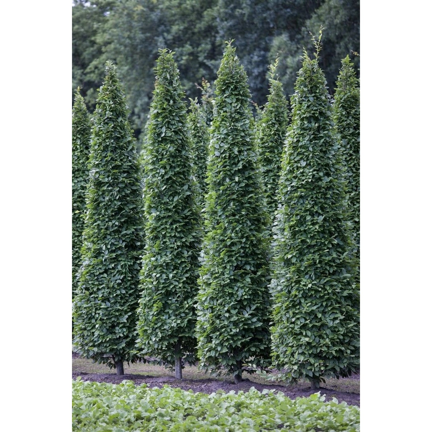 Carpinus Betulus Fastigiata Hainbuche Säulenförmig 125–150 cm günstig online kaufen