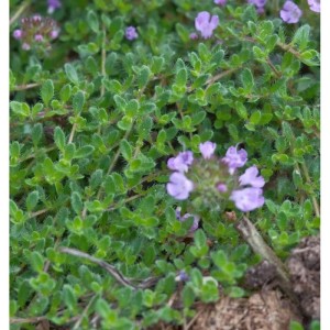 Teppich Thymian (Thymus cherlerioides) mit kleinen, lila Blüten und grünen Blättern.