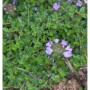 Teppich Thymian (Thymus cherlerioides) mit kleinen, lila Blüten und grünen Blättern.