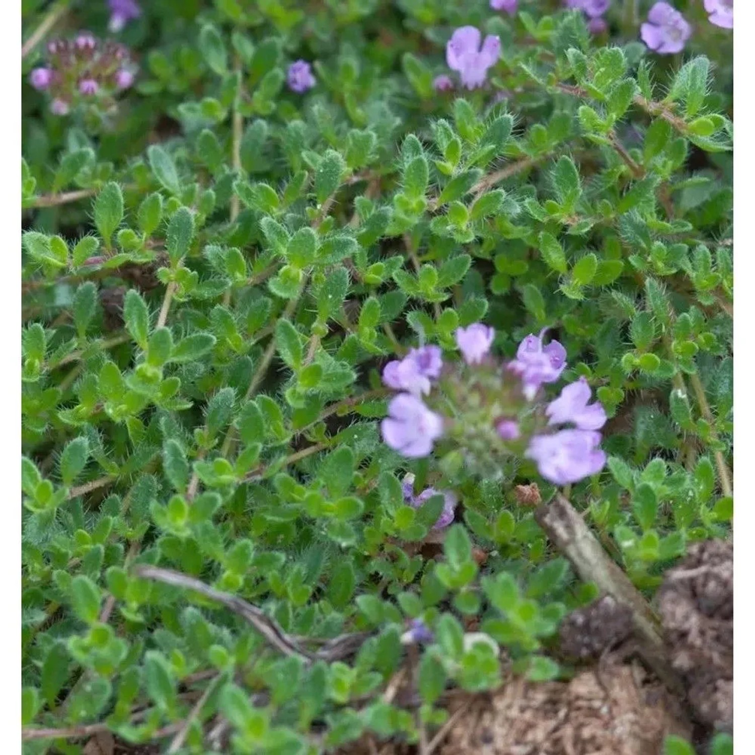 Teppich Thymian Duftkissen - Thymus cherlerioides