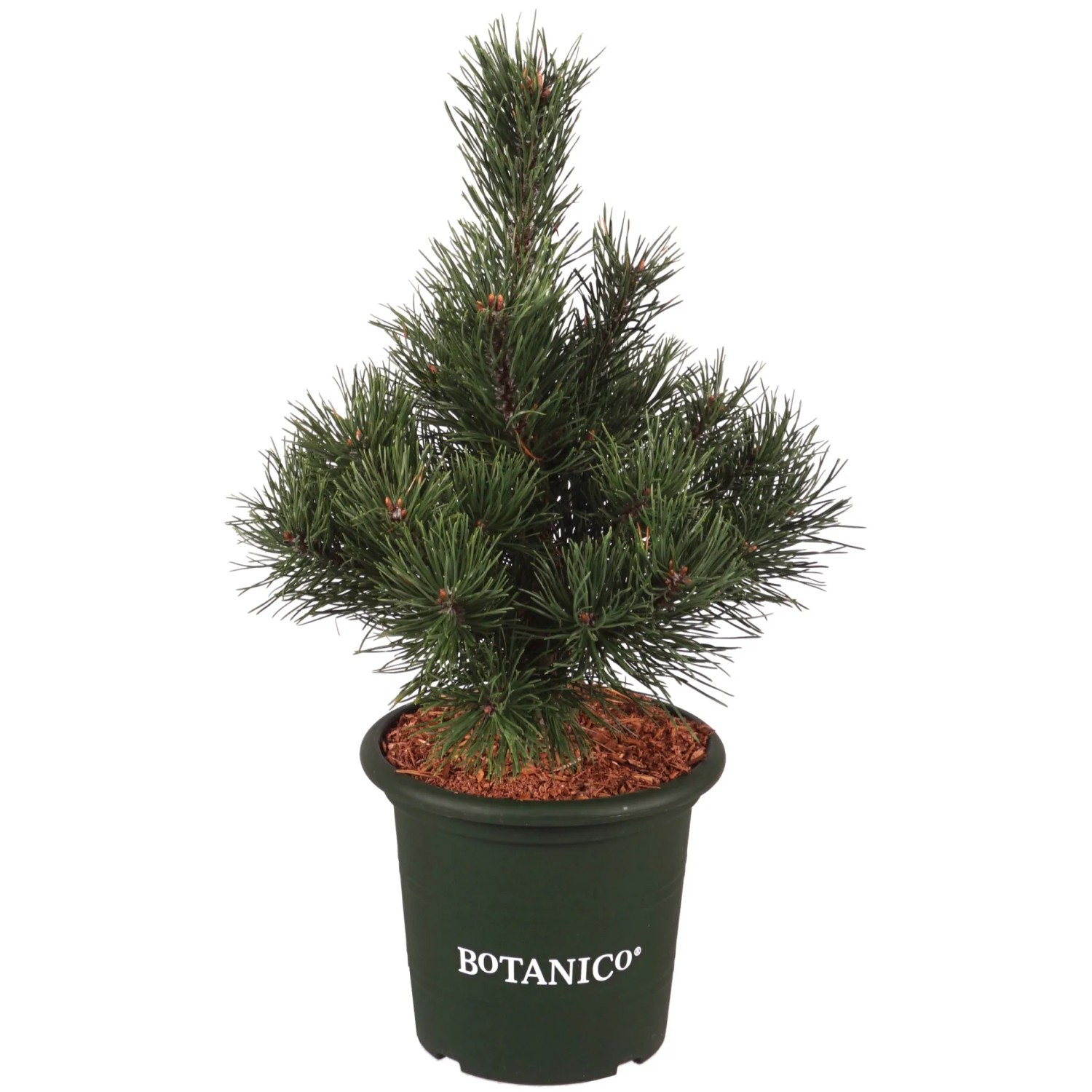 Bergkiefer "Gnom" Höhe ca. 25 cm Topf ca. 4 l Pinus mugo