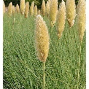 Pampasgras Tiny Pampa im XXL Topf, Ziergras mit cremeweißen Blüten.