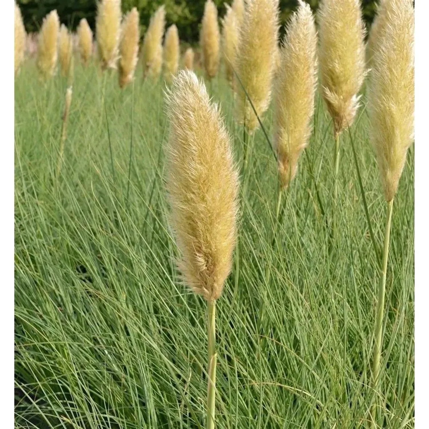Pampasgras Tiny Pampa - XXXL Topf - Cortaderia selloana