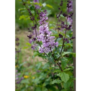 Nahaufnahme des blühenden, duftenden Ungarischen Flieders (Syringa Josikaea) mit lila Blüten.