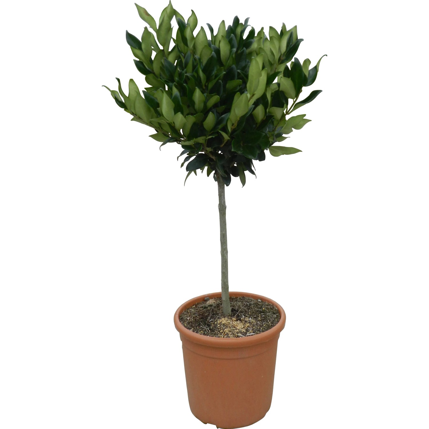 philodendron pink princess vs marble Philodendron 'Pink Princess' | Indoor Plant | Tropical Plant