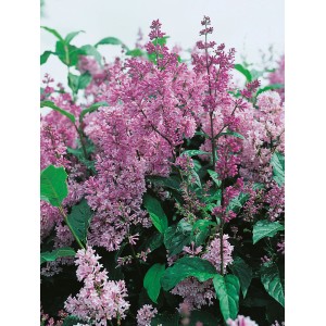 Amerikanischer Flieder Minuet Violett mit violetten Blüten und grünen Blättern.