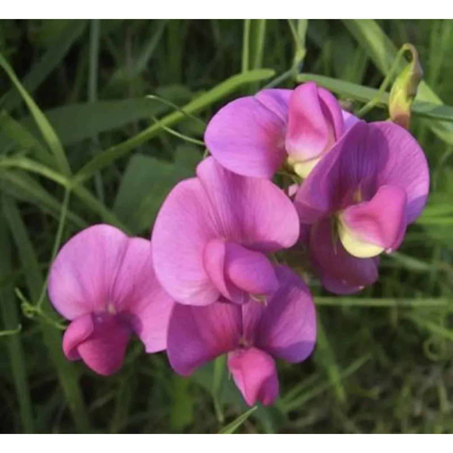 Staudenwicke Rosa Perle - Lathyrus,atifolius