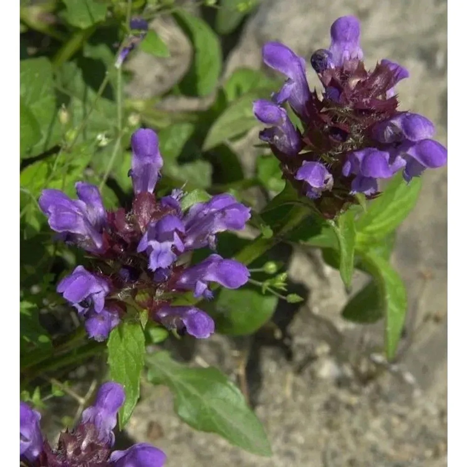 Großblütige Braunelle - Prunella grandiflora