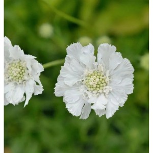 Nahaufnahme einer weißen Kaukasus Skabiose 'Miss Willmott' Staude mit zarten Blüten und grünem Zentrum.