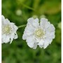 Nahaufnahme einer weißen Kaukasus Skabiose 'Miss Willmott' Staude mit zarten Blüten und grünem Zentrum.
