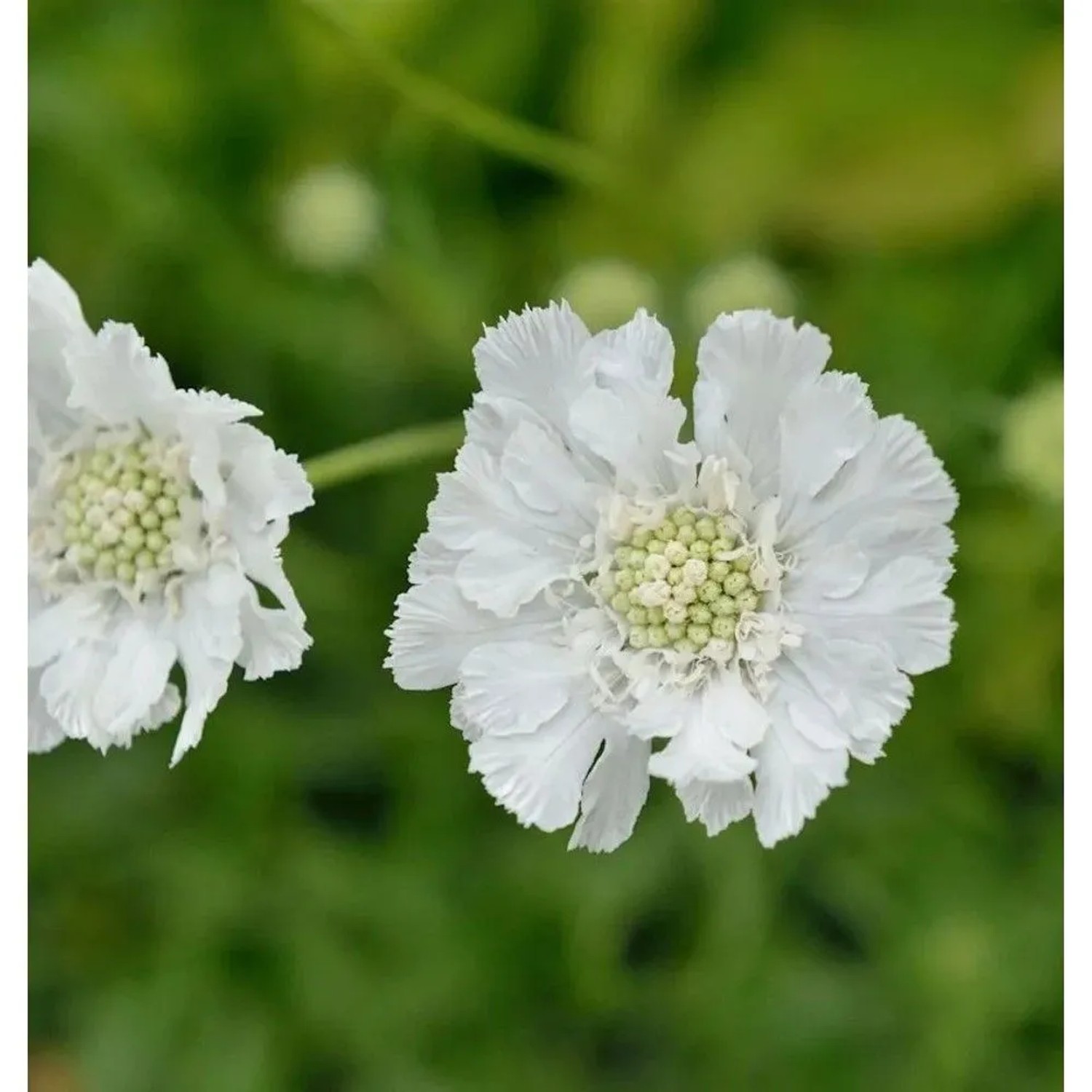 Kaukasus Skabiose Miss Willmott - Scabiosa caucasica