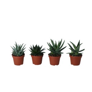 Verschiedene Aloe aristata Sukkulenten im Topf, ca. 10-15 cm hoch.