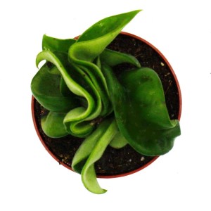 Exotenherz Minipflanze Hoya Carnosa Compacta im 6,5cm Topf, Nahaufnahme der gewundenen Blätter.