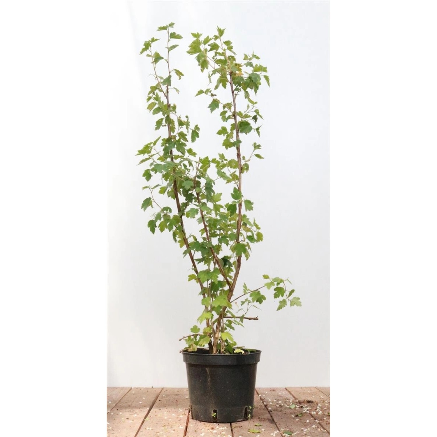 Ribes alpinum 'Schmidt' 40-60 cm günstig online kaufen