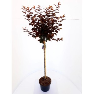 Blutpflaume 'Pflanzen-Boering' als Hochstamm im Topf, rote Blätter, Gesamthöhe 250cm.