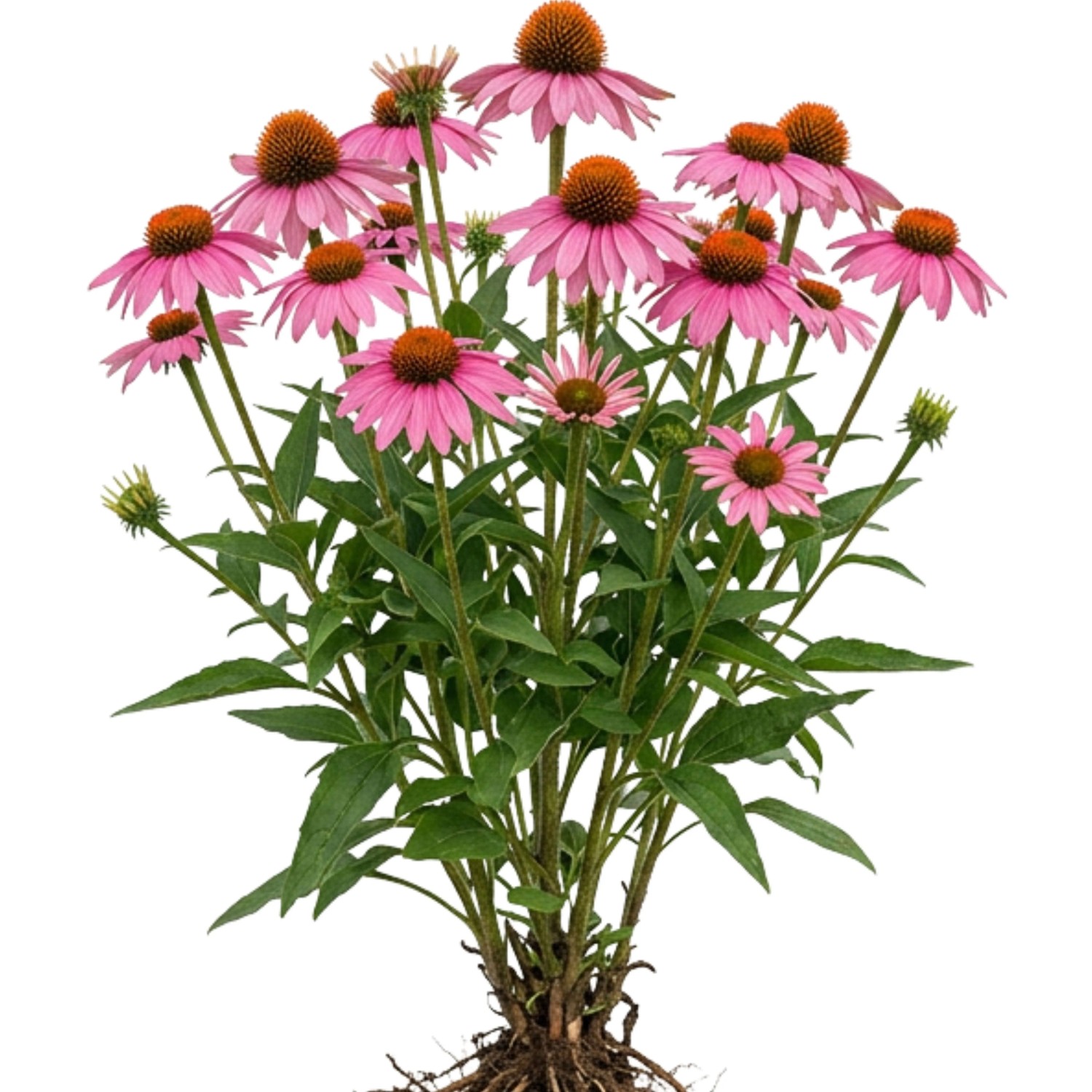 LaCaTho Sonnenhut Rosa Samen Echinacea Purpurea 150 Samen Staude