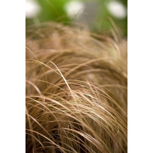 Detailaufnahme des bronzefarbenen Ziergrases Carex Comans Bronze im Topf.