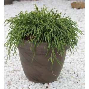 Grüne Fadenzypresse (Chamaecyparis pisifera) im Topf, Detailaufnahme.