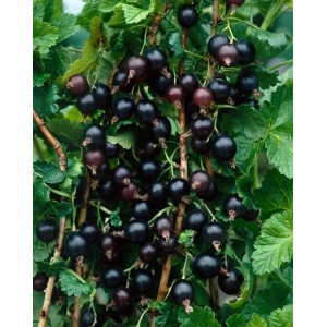 Jostabeere (Ribes X Nidigrolaria) mit reifen, dunklen Beeren und grünen Blättern.