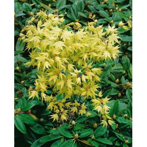 Japanischer Ahorn 'Reticulatum', 80-100 cm, mit hellgrünen Blättern im Garten.