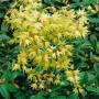 Japanischer Ahorn 'Reticulatum', 80-100 cm, mit hellgrünen Blättern im Garten.