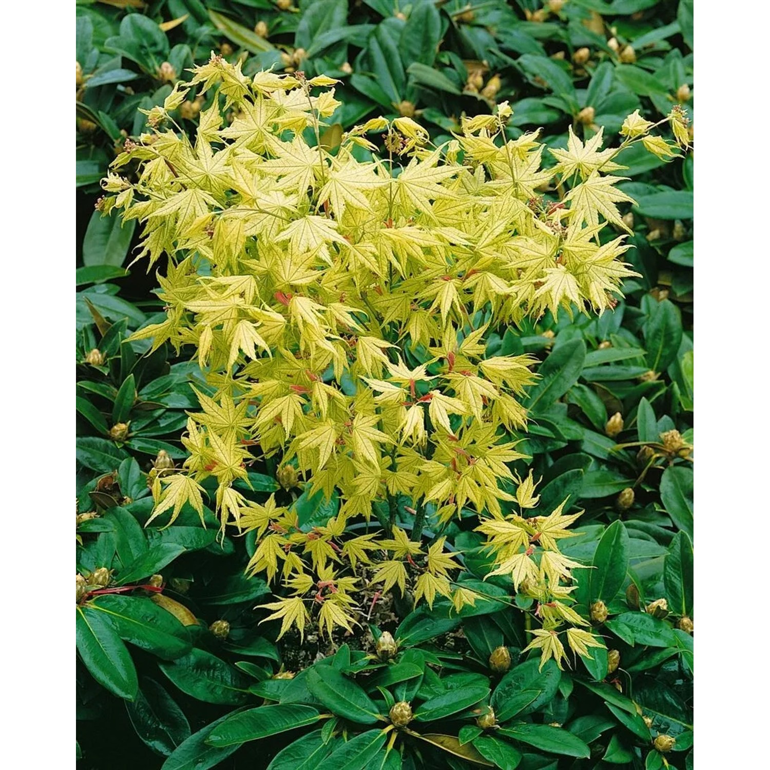 Japanischer Ahorn 'Reticulatum', 80-100 cm, mit hellgrünen Blättern im Garten.